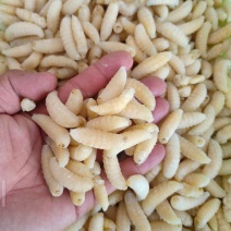 土蜂蛹