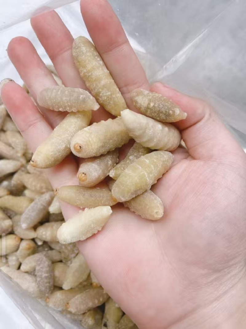 土蜂蛹
