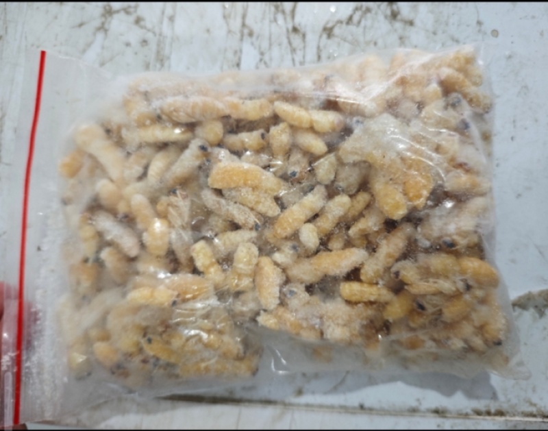 土蜂蛹