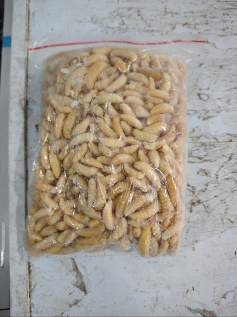 土蜂蛹