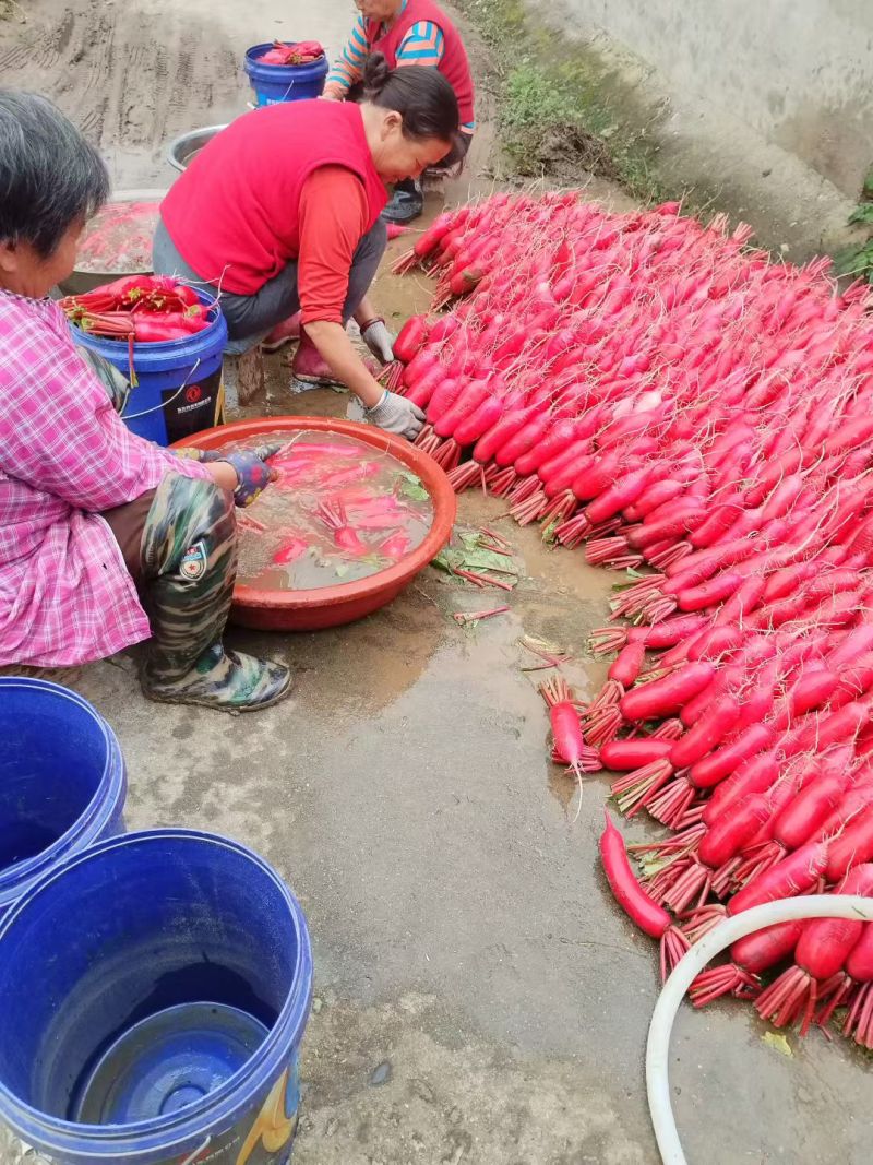 产地红皮萝卜，无空心，颜色漂亮，个头均匀货发全国