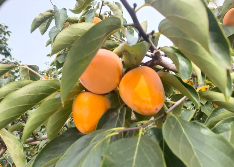富平尖顶柿子现货供应欢迎采购