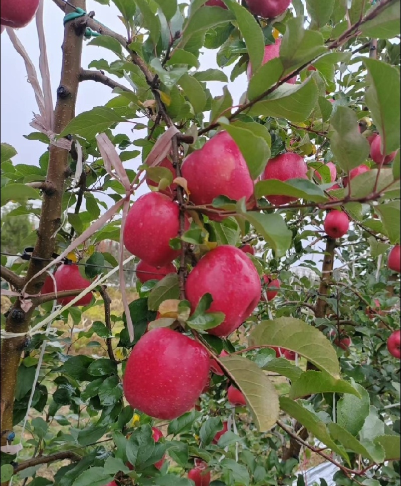 陕西产地瑞香红苹果现货供应欢迎采购