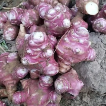 独头红洋姜白洋姜鬼子姜菊芋产地直发