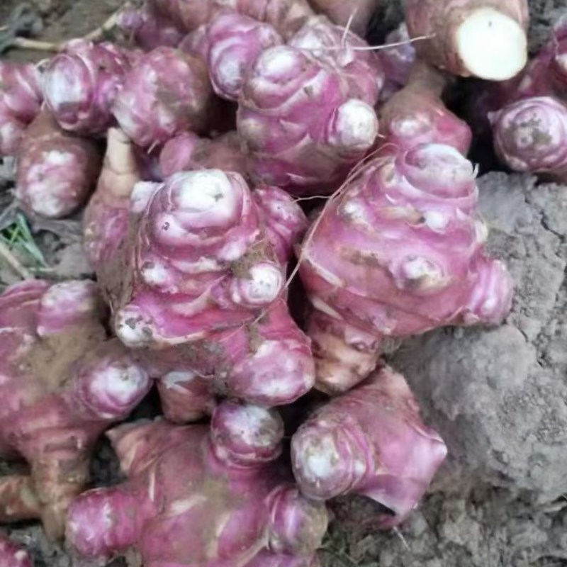 独头红洋姜白洋姜鬼子姜菊芋产地直发