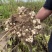 独头红洋姜白洋姜鬼子姜菊芋产地直发