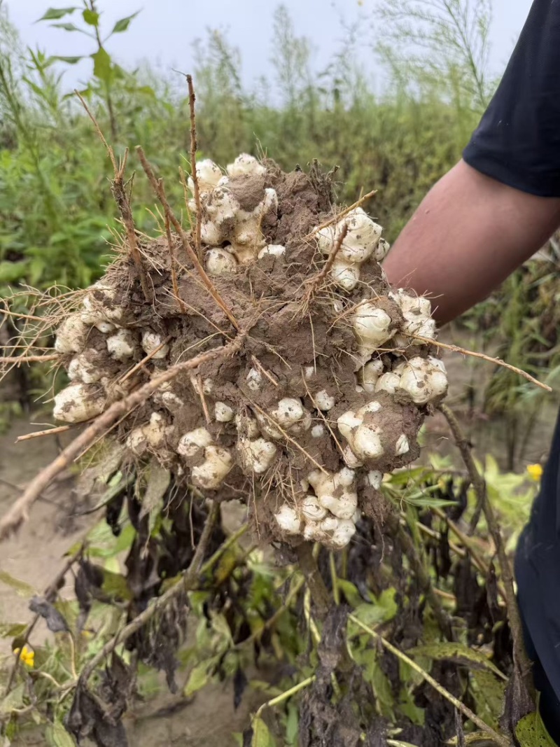独头红洋姜白洋姜鬼子姜菊芋产地直发
