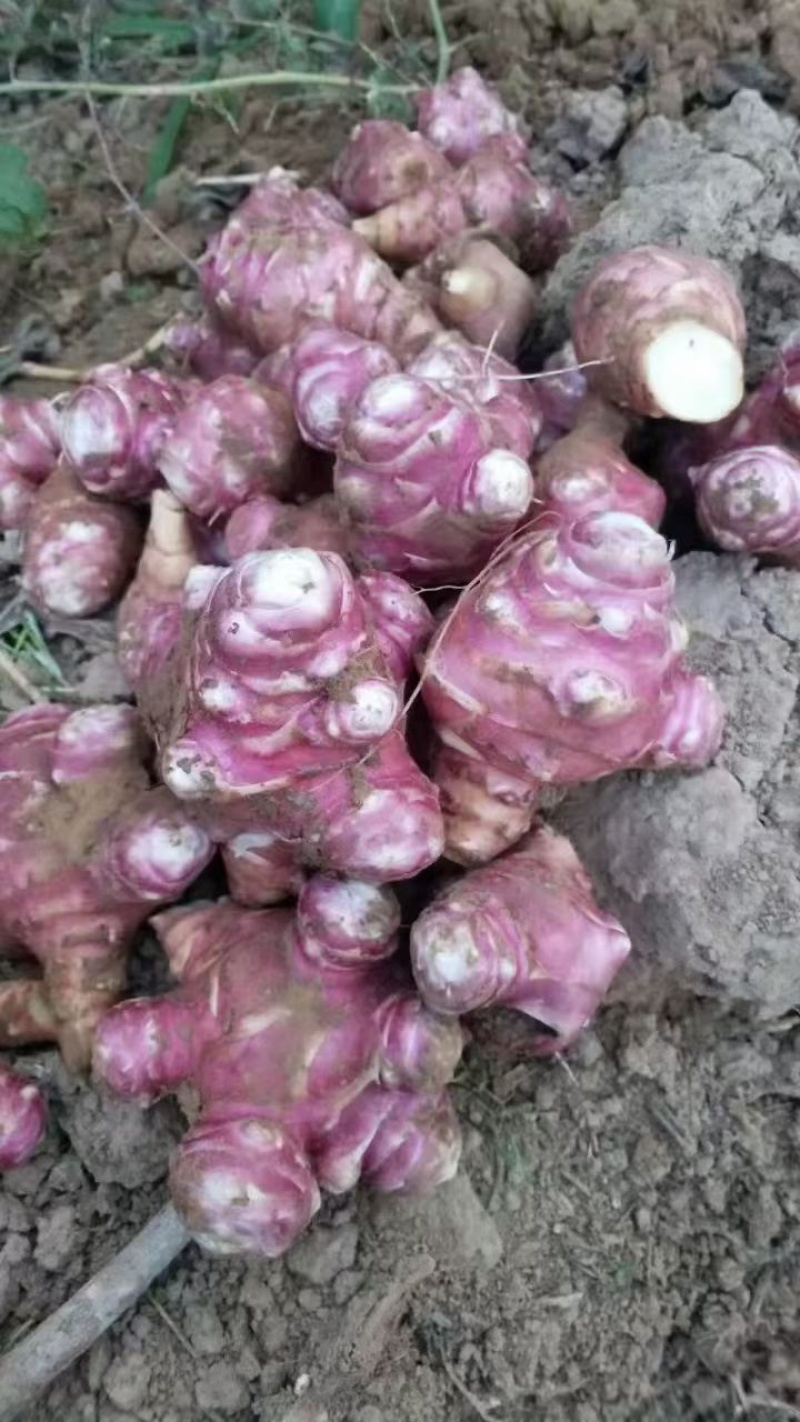 独头红洋姜白洋姜鬼子姜菊芋产地直发