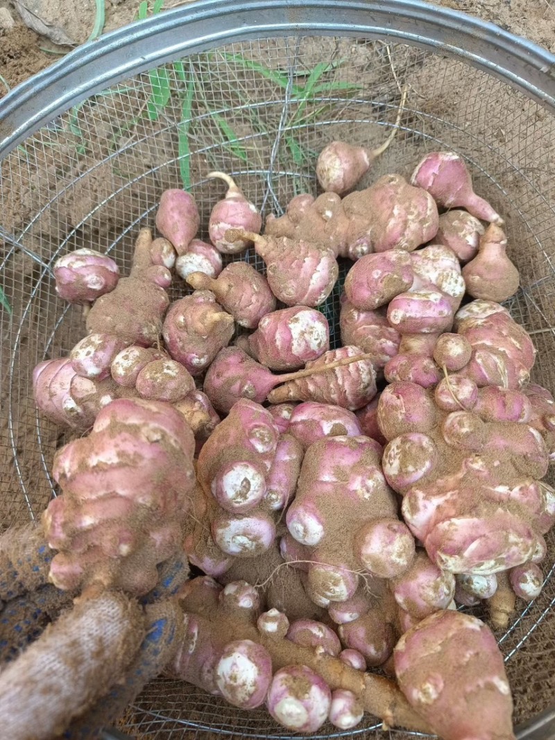 独头红洋姜白洋姜鬼子姜菊芋产地直发