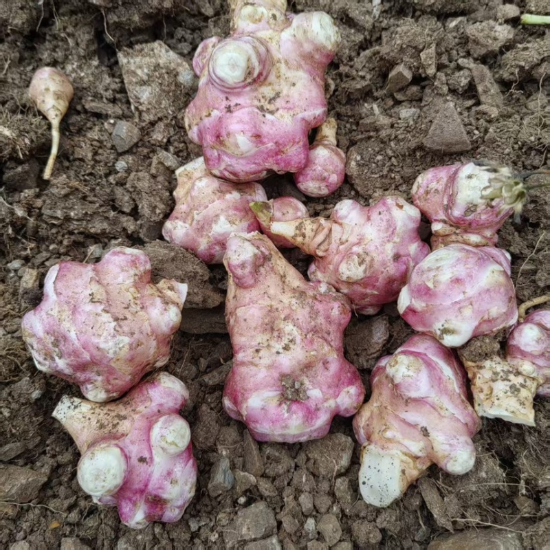 独头红洋姜白洋姜鬼子姜菊芋产地直发