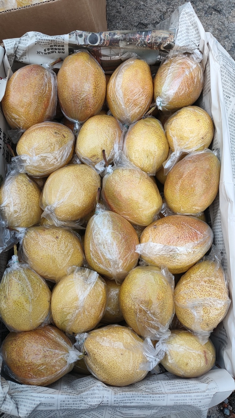 红香酥梨