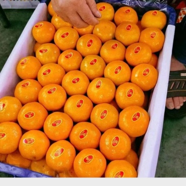 湖北蜜桔，一手货源，对接电商，市场，团购，外贸出口，