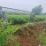 连翘苗别再买贵了基地直发量大更划算放心