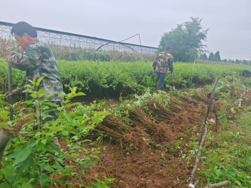 连翘苗别再买贵了基地直发量大更划算放心