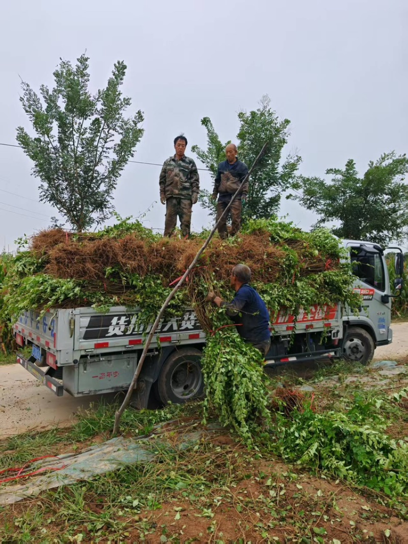 连翘苗别再买贵了基地直发量大更划算放心