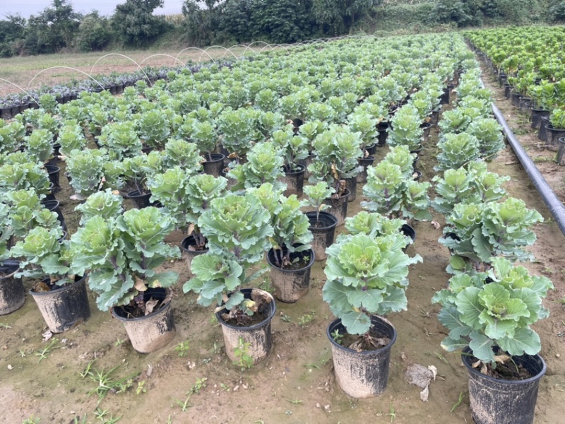 玫瑰甘蓝大量上市