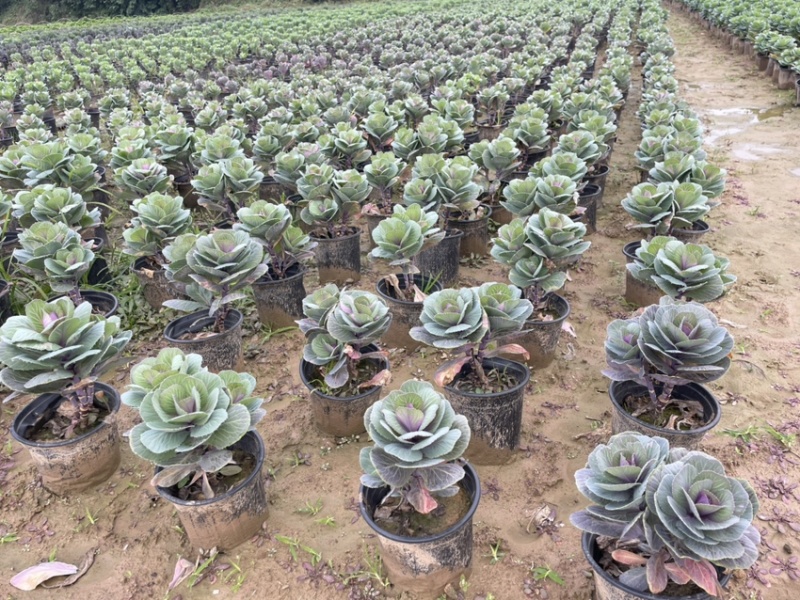 玫瑰甘蓝大量上市