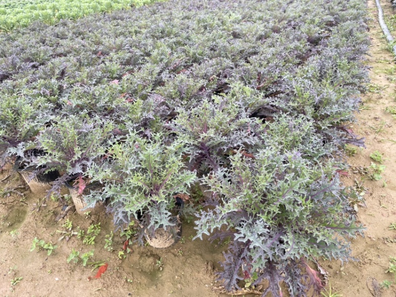 玫瑰甘蓝大量上市