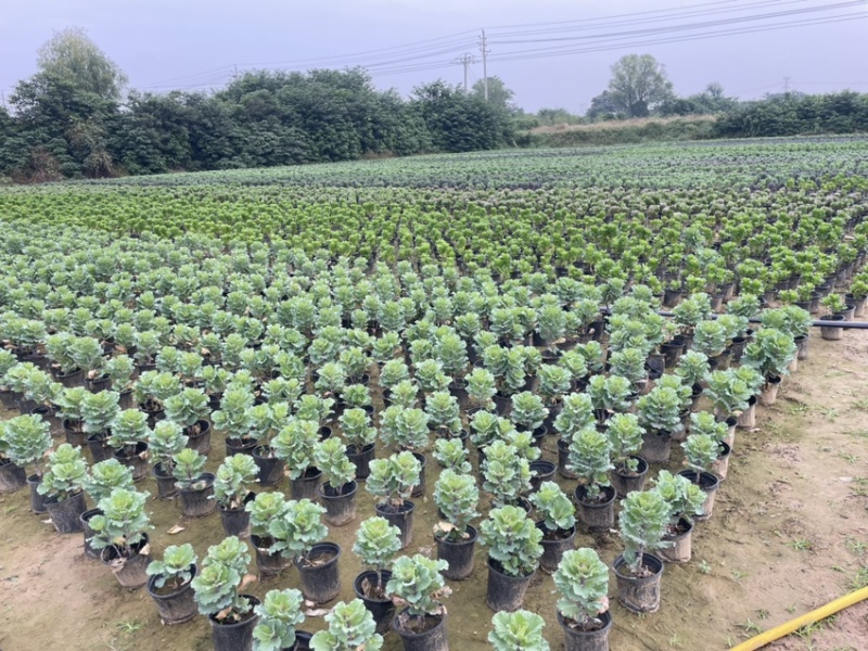 玫瑰甘蓝大量上市