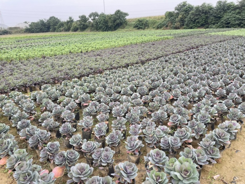 玫瑰甘蓝大量上市
