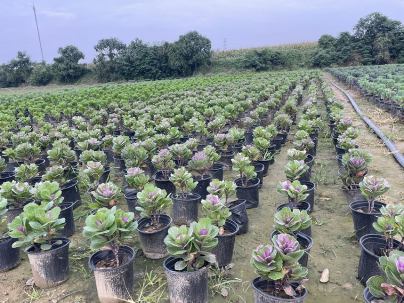 玫瑰甘蓝大量上市
