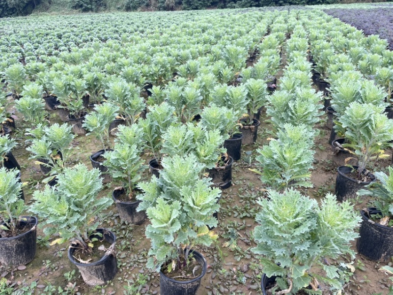玫瑰甘蓝大量上市