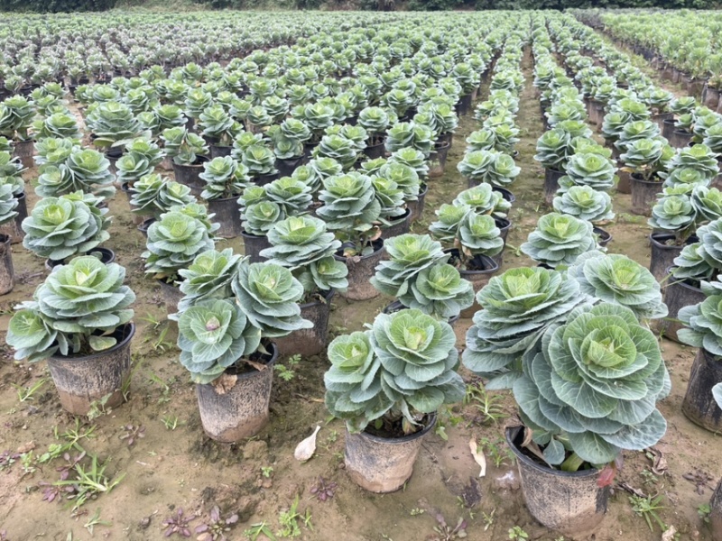 玫瑰甘蓝大量上市