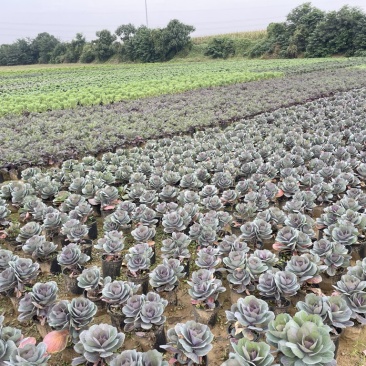 玫瑰甘蓝大量上市