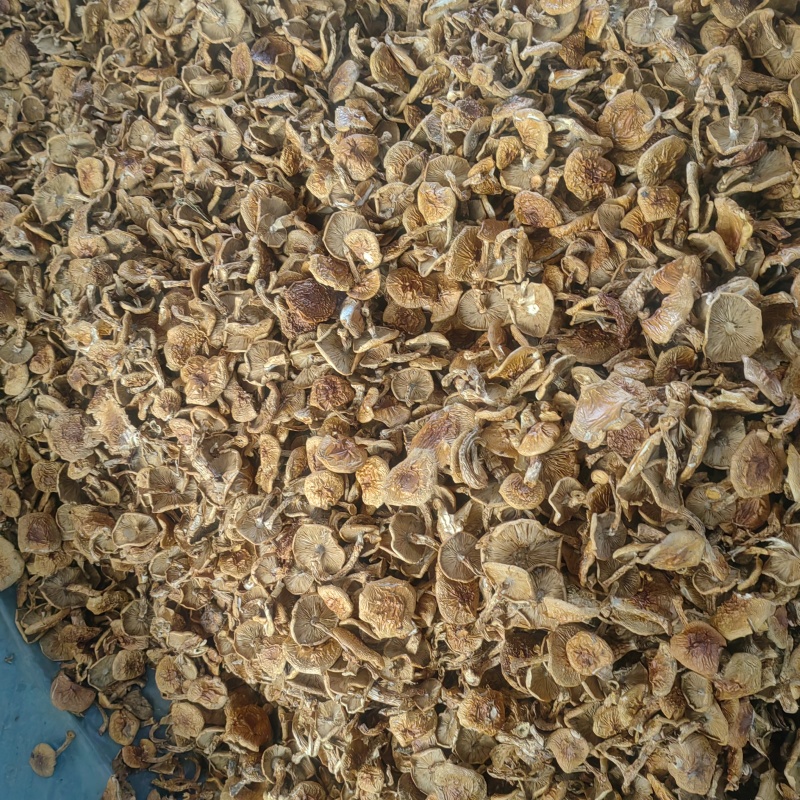 滑子菇干品