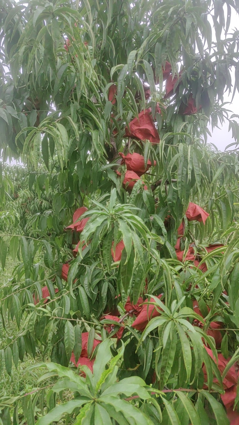 50亩冬桃