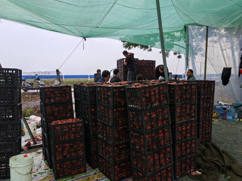 50亩冬桃