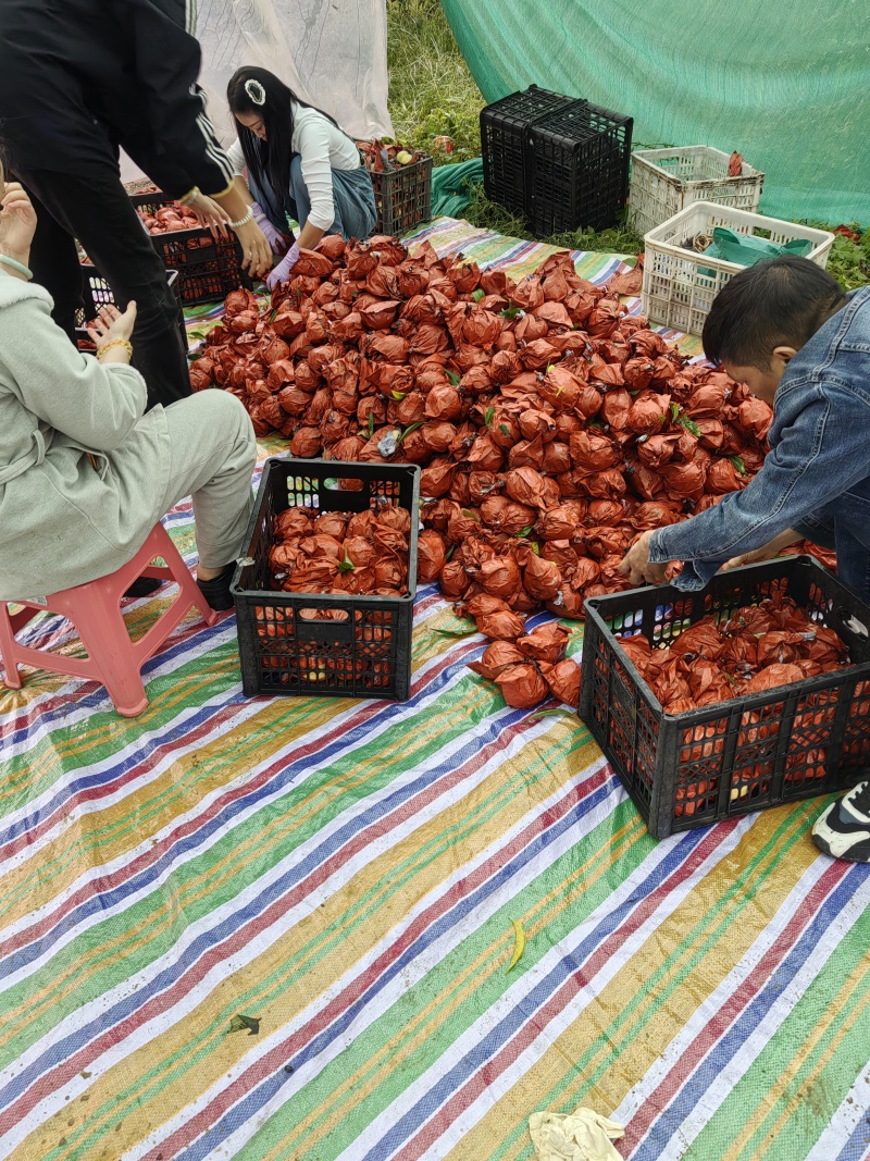 50亩冬桃