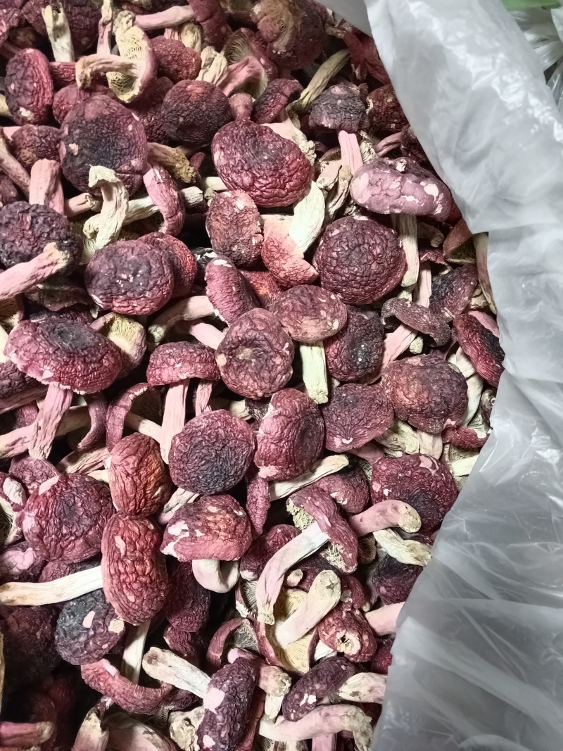 云南普洱大红菇开菇