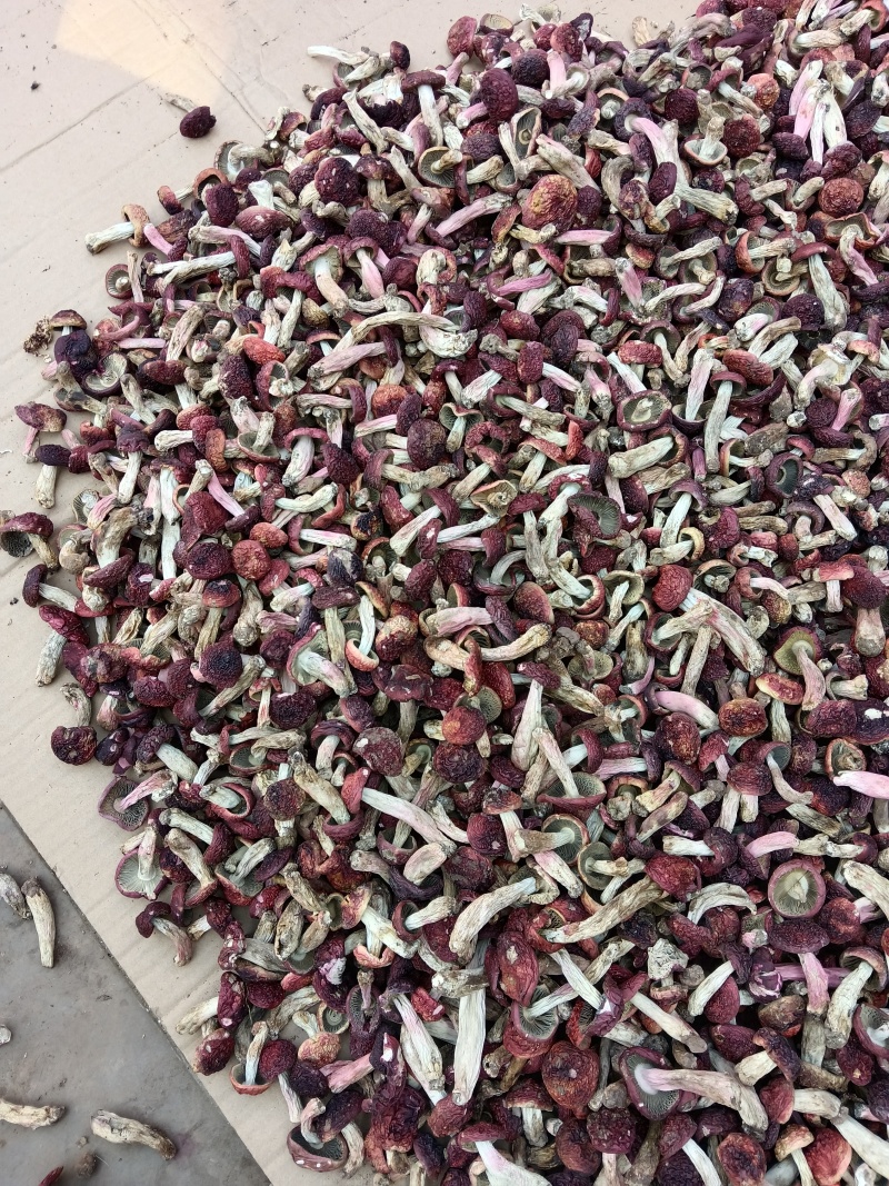 云南普洱大红菇开菇