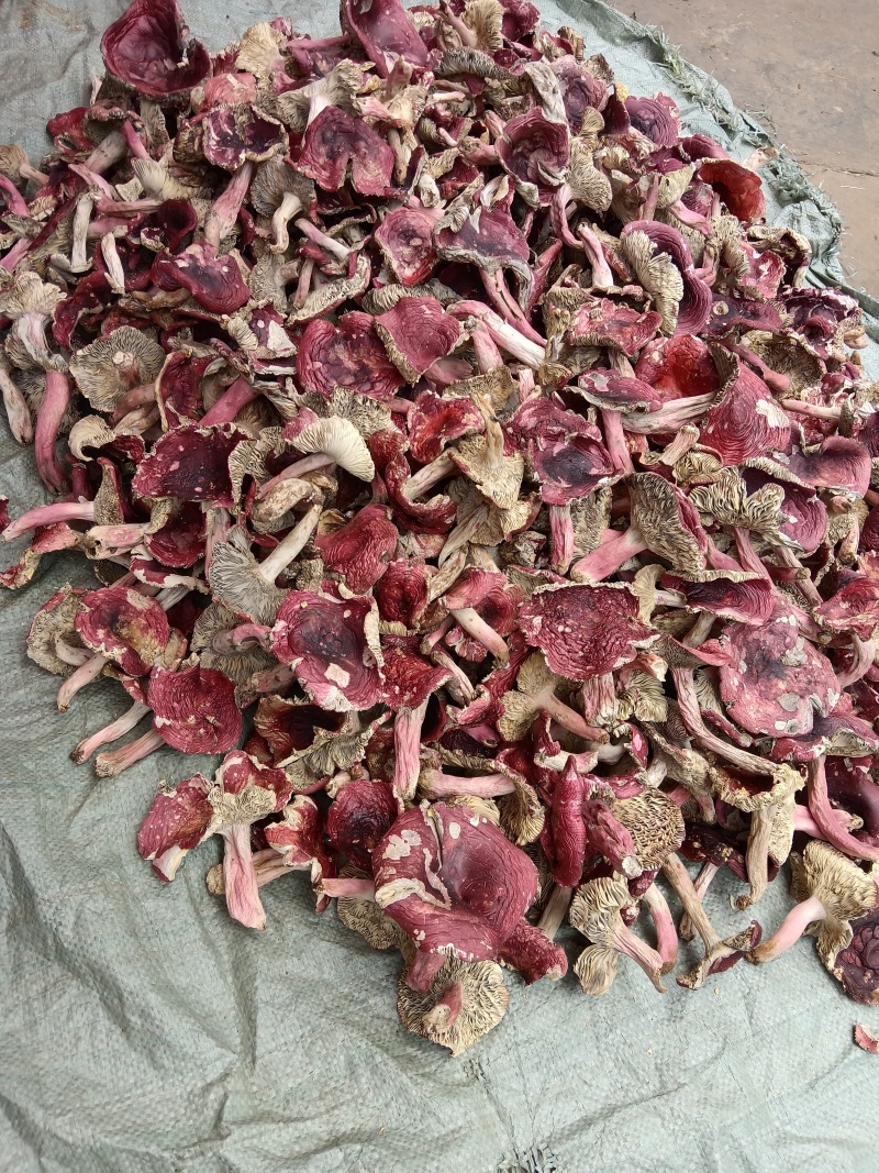 云南普洱大红菇开菇