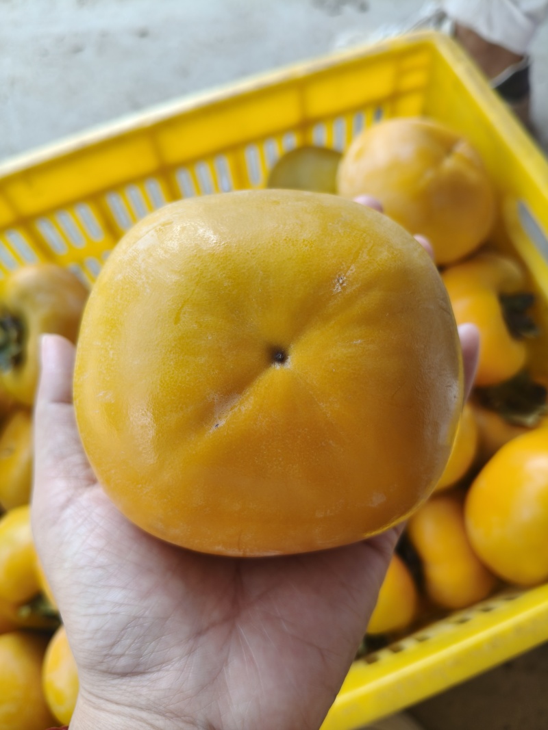 恭城瑶山脆柿