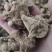 产地直发白芨长期有货***新鲜收割