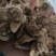 产地直发白芨长期有货***新鲜收割