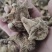 产地直发白芨长期有货***新鲜收割