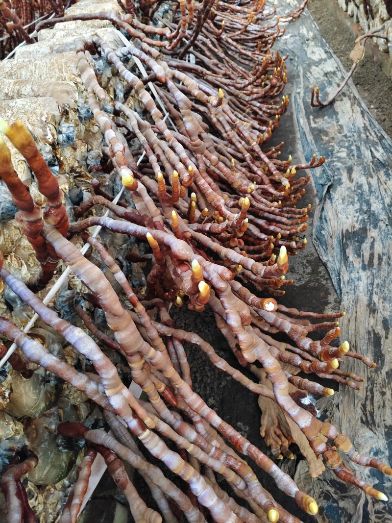 鹿角灵芝