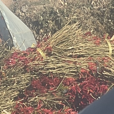 干辣椒
