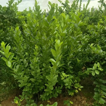 佛手苗种植基地，佛手两年苗，批发零售，包成活，欢迎定购