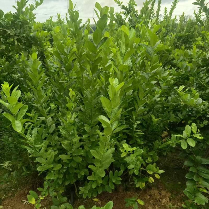 佛手苗种植基地，佛手两年苗，批发零售，包成活，欢迎定购