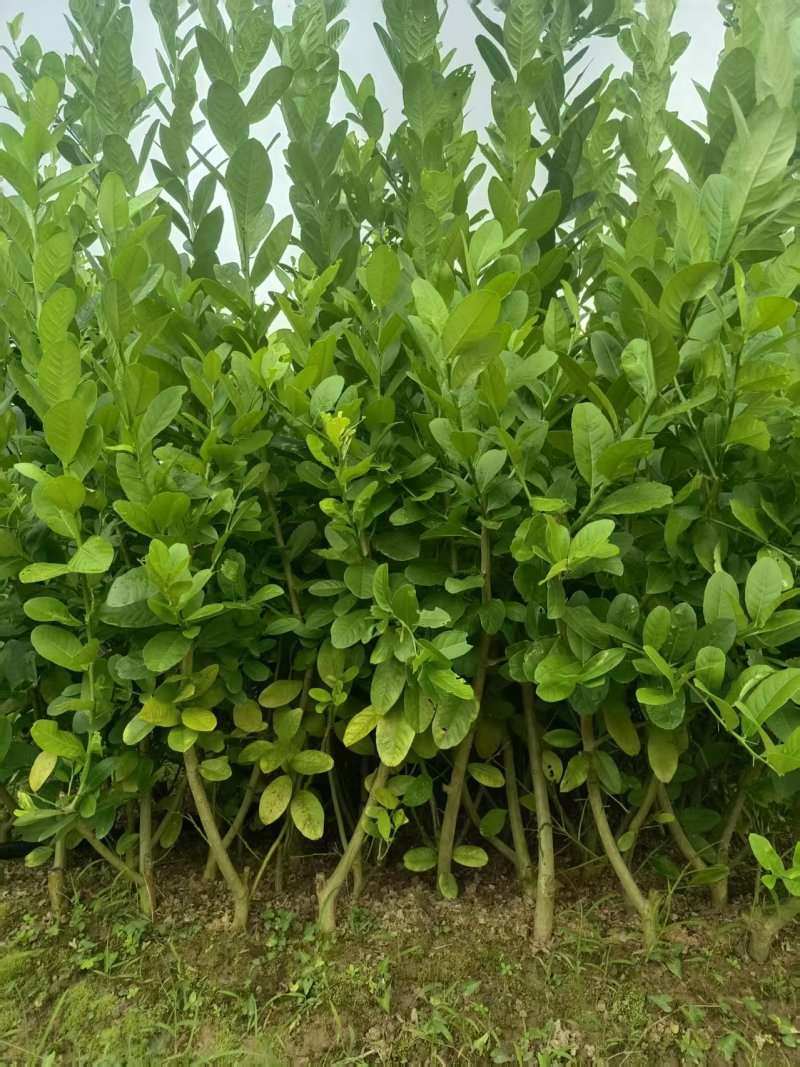 佛手苗种植基地，佛手两年苗，批发零售，包成活，欢迎定购