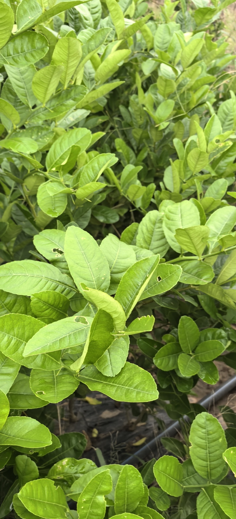 佛手苗种植基地，佛手两年苗，批发零售，包成活，欢迎定购