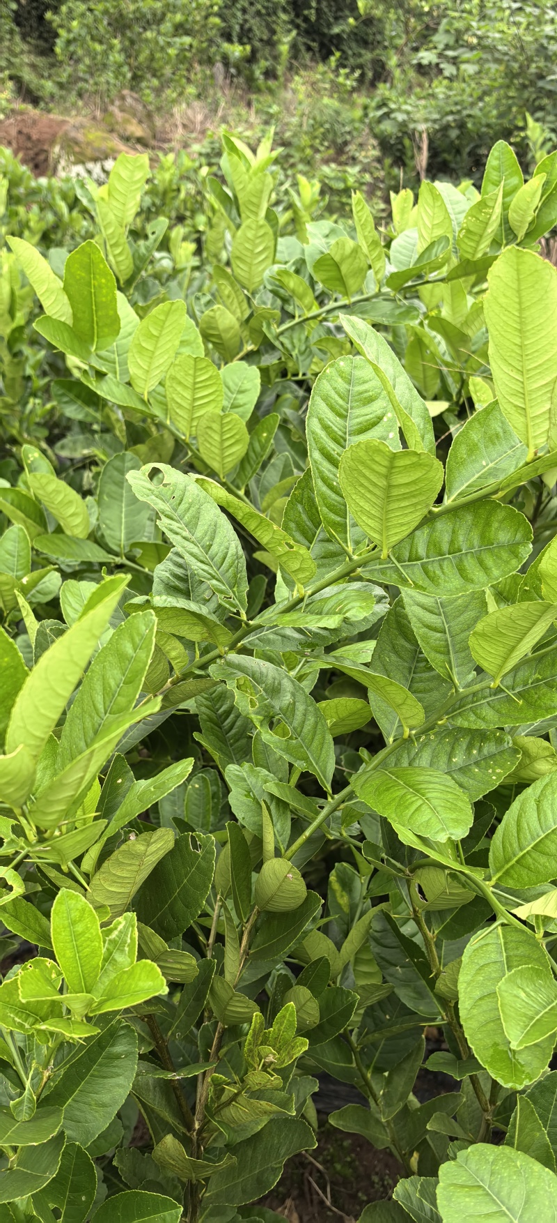 佛手苗种植基地，佛手两年苗，批发零售，包成活，欢迎定购