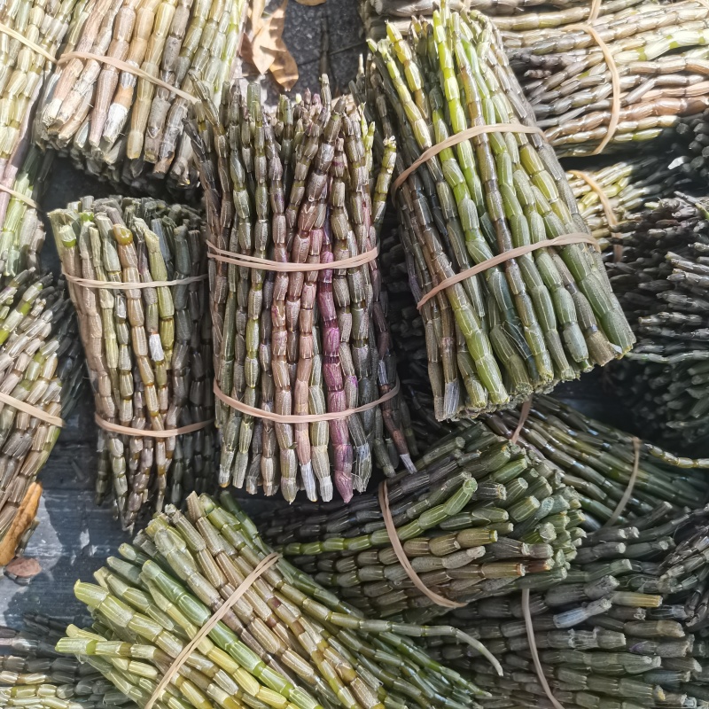 精选铁皮石斛鲜条云南特产基地直发量大从优