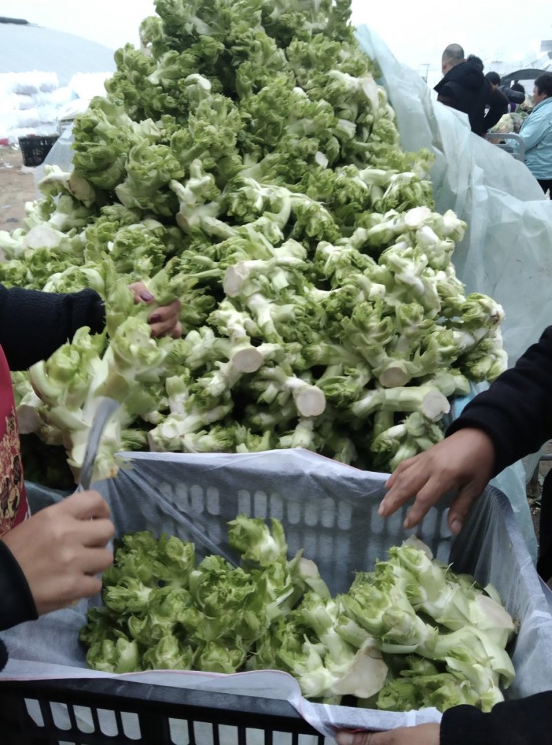 【实力货源】儿菜基地直发供货量大对接档口诚信经营