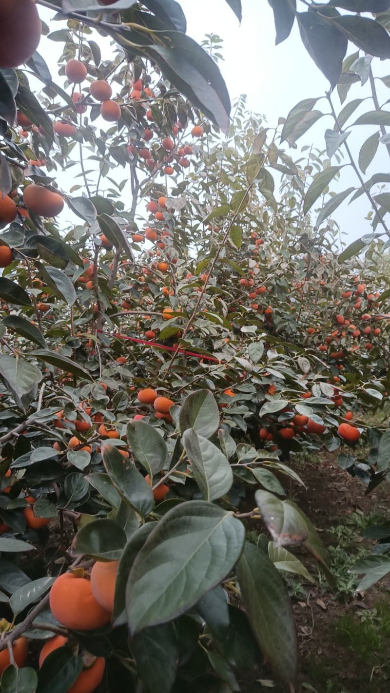 泾阳阳丰脆柿子