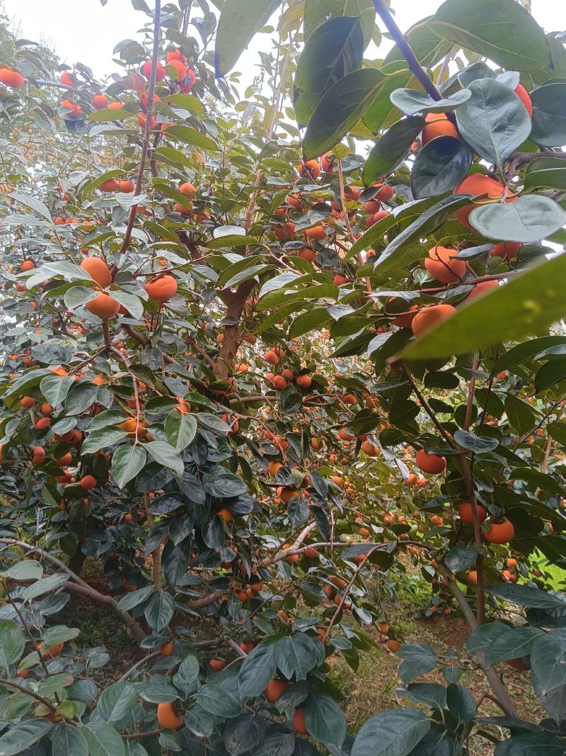 泾阳阳丰脆柿子